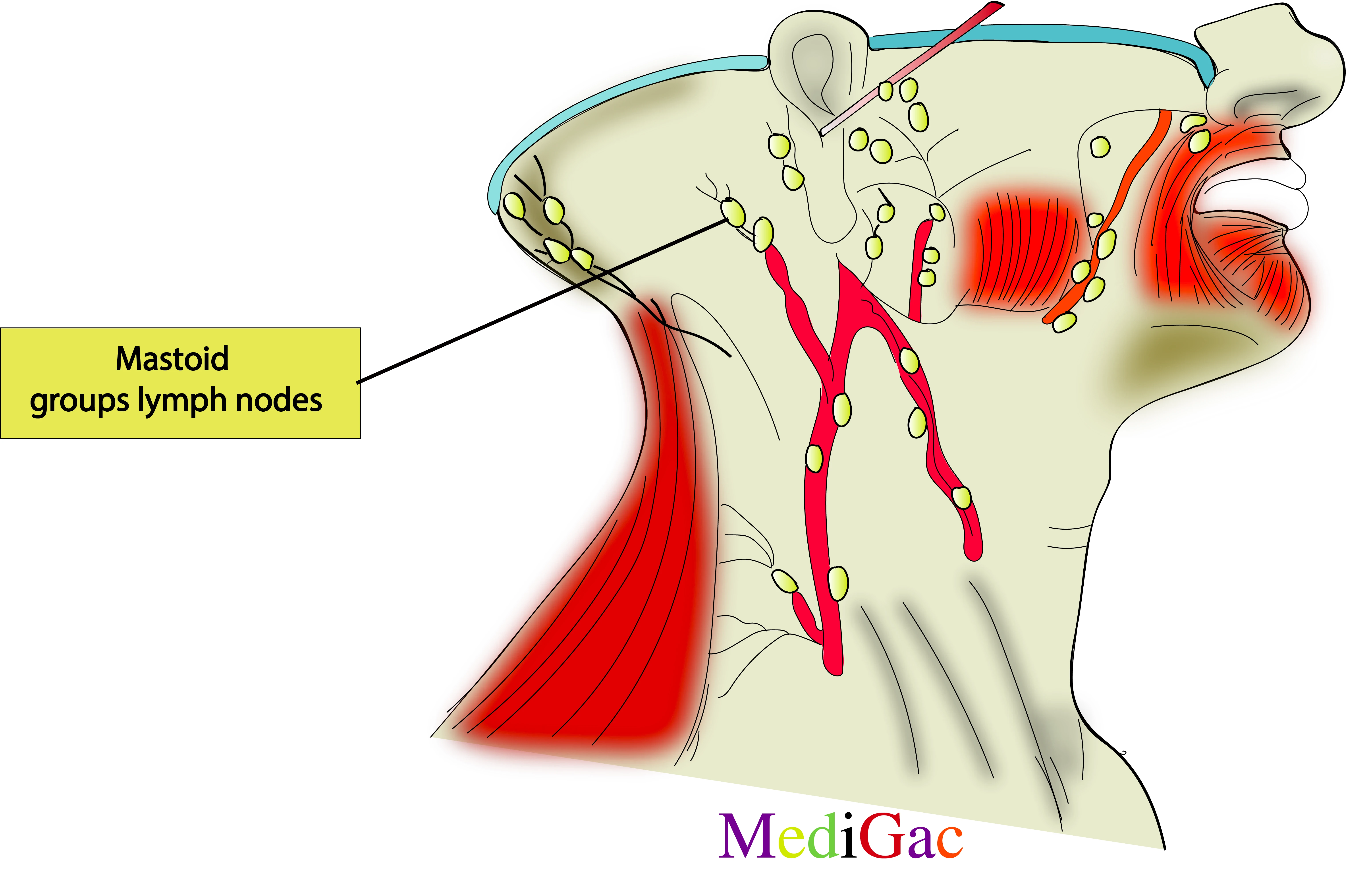 Mastoid lymph nodes